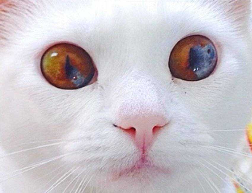 Гетерохромия у кошек | блог ветклиники "беланта"
