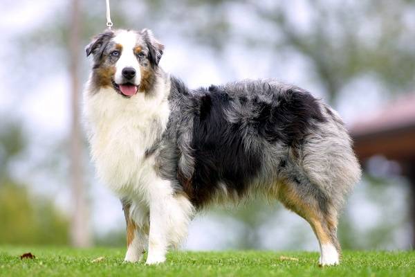 Плюшевый пес – бобтейл (староанглийская овчарка)