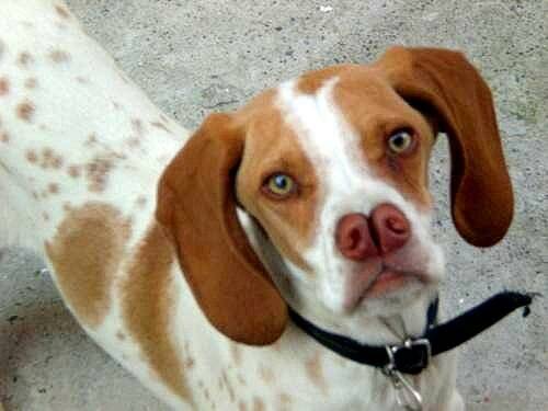 Каталбурун (турецкая гончая): описание породы собак с фото и видео