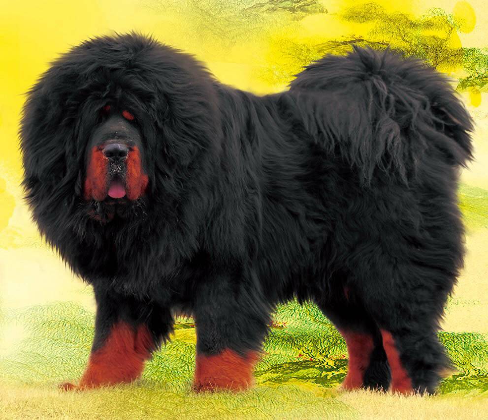Самые большие породы собак в мире с фото и названием