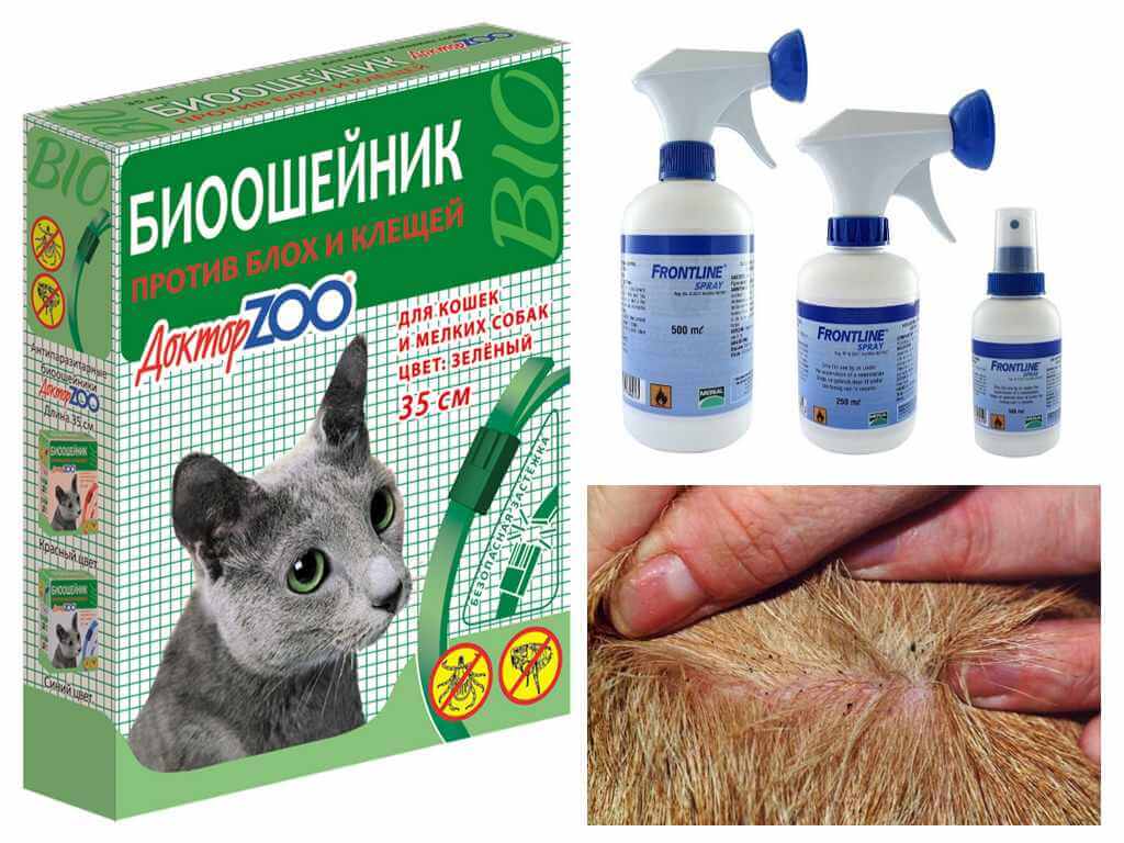 Спрей от блох для кошек: особенности использования, обзор препаратов и отзывы