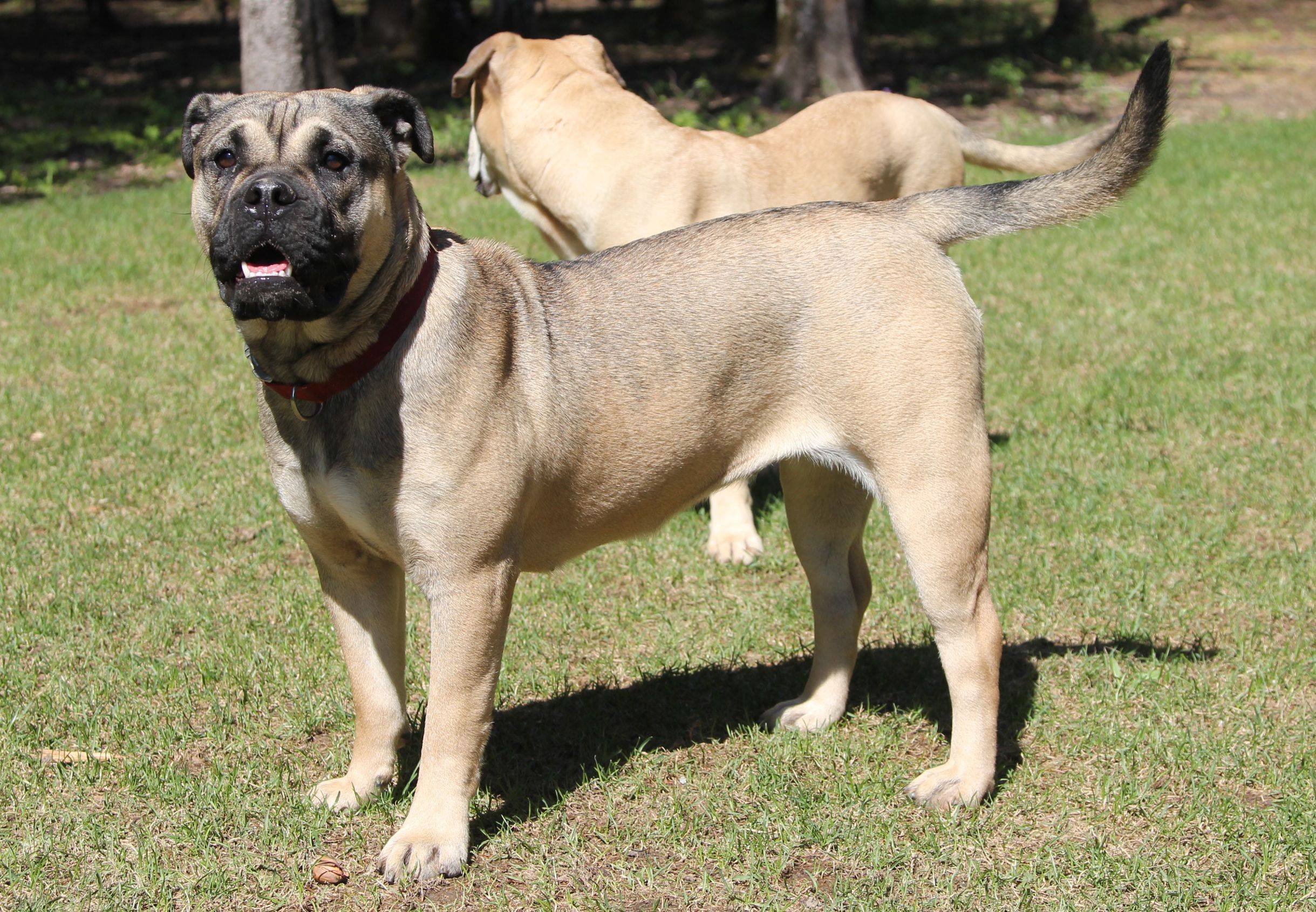 Ка де бо ( кадебо ) характеристика породы - собака мальоркский бульдог