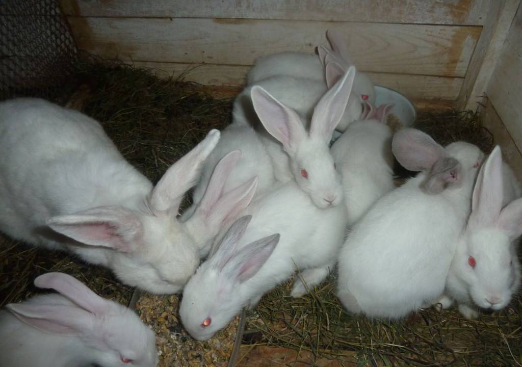 Белый великан порода кроликов: содержание и перспективы разведения