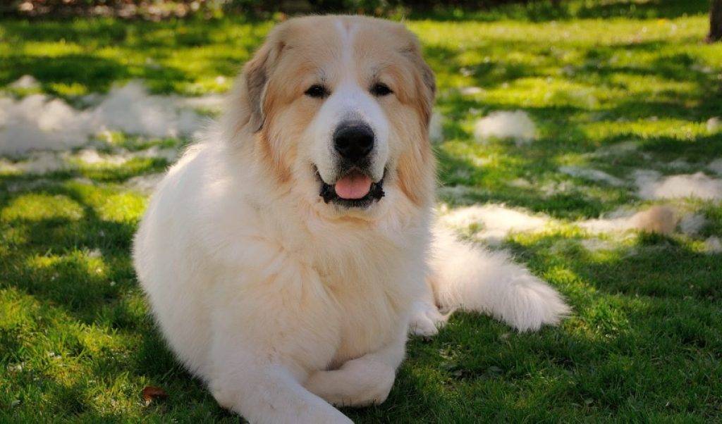 Пиренейская горная собака: описание породы, содержание и уход за белыми собаками