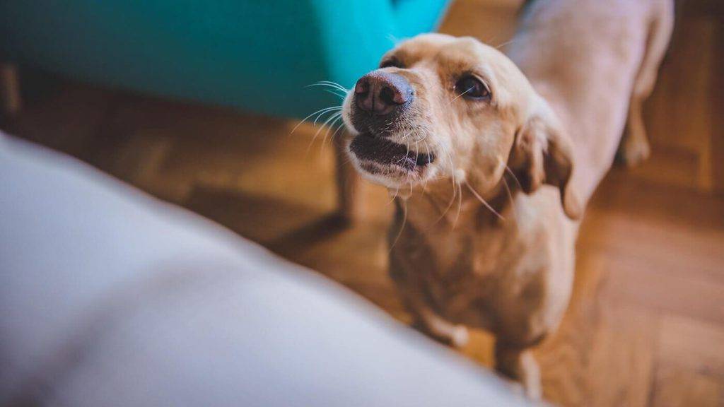Как отучить собаку лаять: в квартире, на улице, на всех подряд, 20 советов