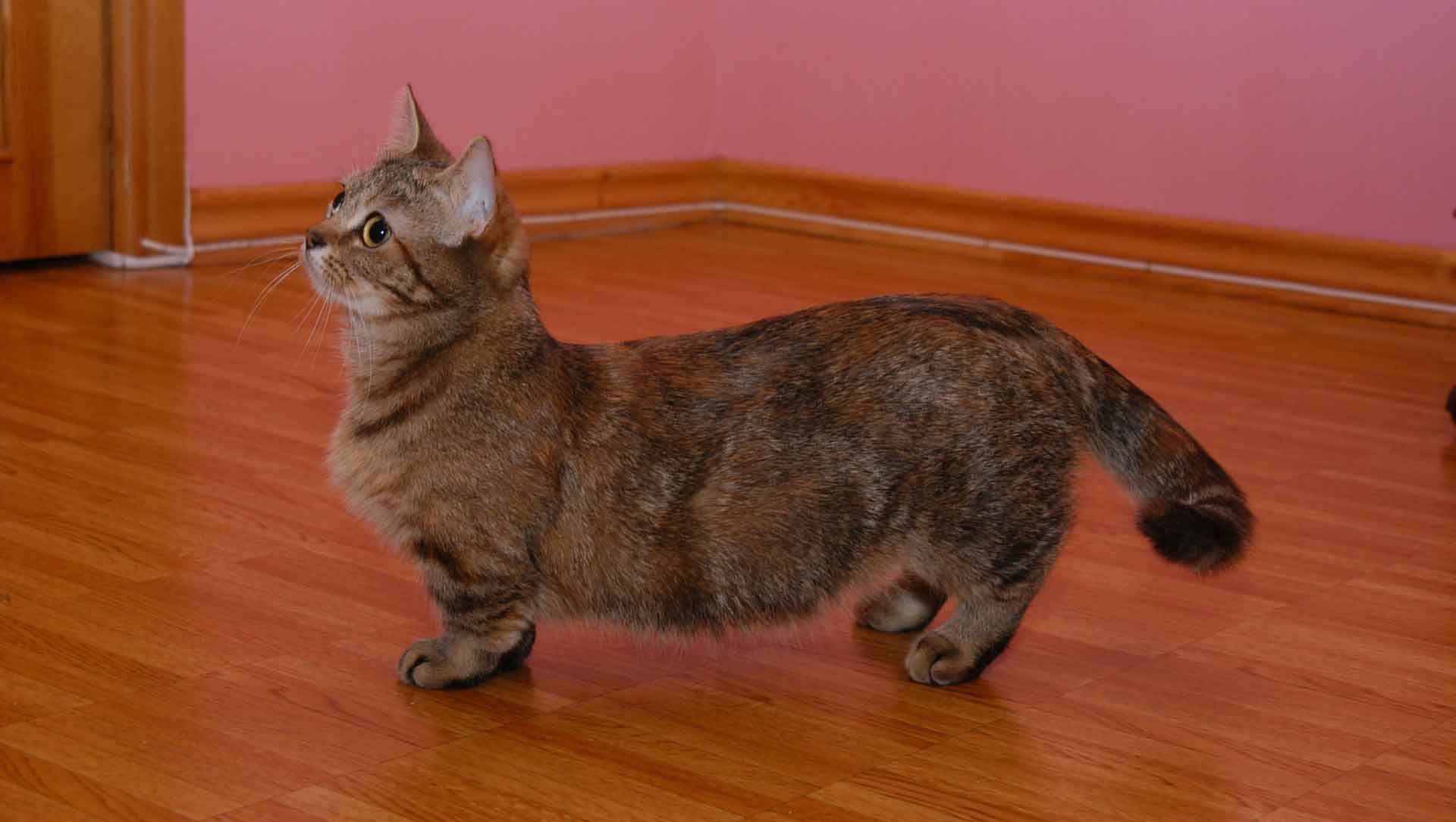 Кошки с короткими лапами | породы, фото коротколапых котов