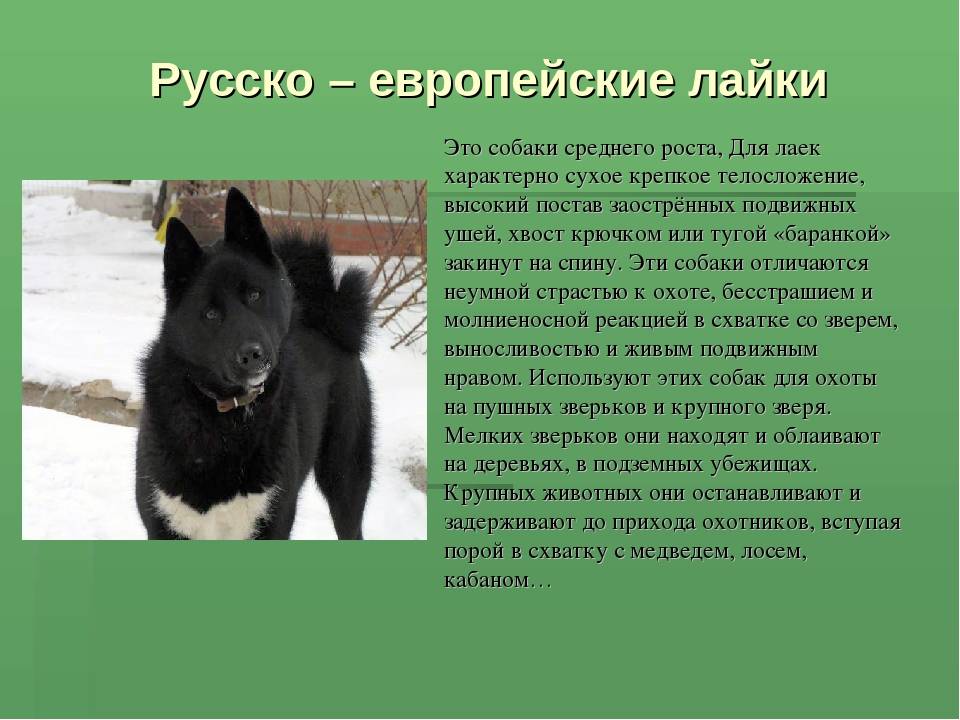 Собаки лайки (83 фото): описание русско-европейских, восточно-сибирских щенков и других разновидностей породы. характеристики и особенности воспитания