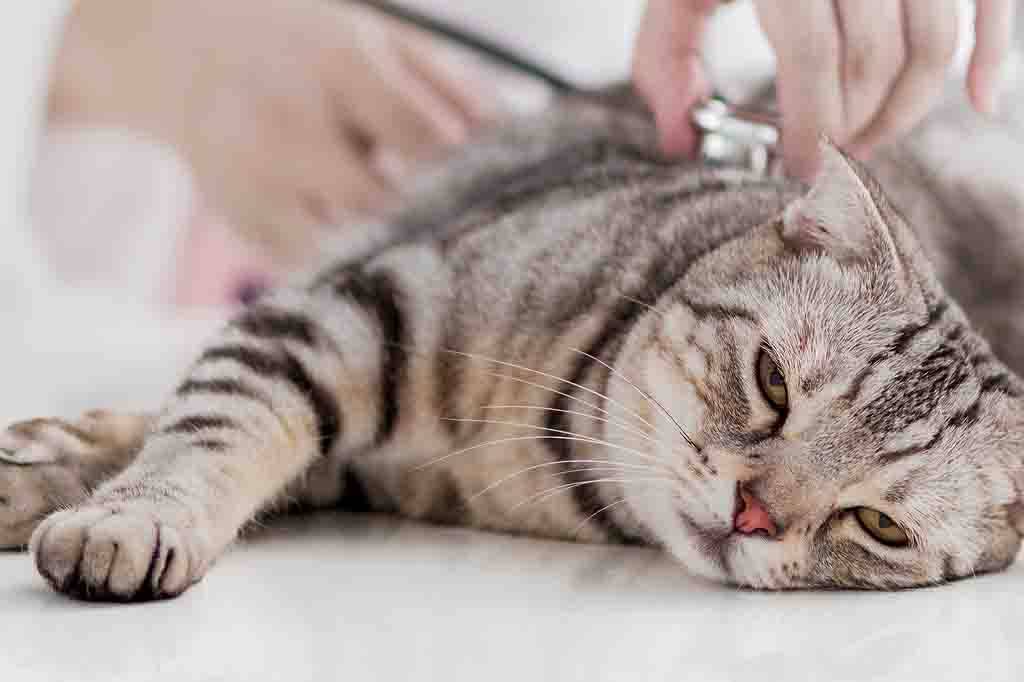 Непредсказуемый инфаркт у кошек: признаки, диагностика и восстановление животного
