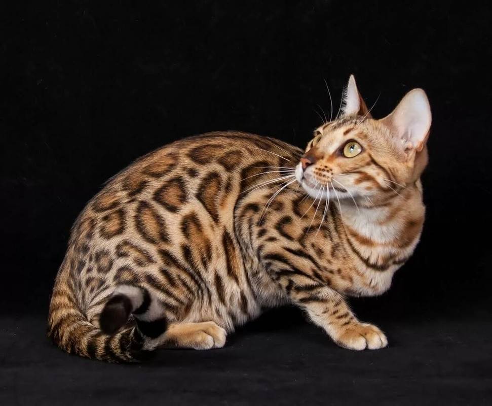 Бенгальская кошка: описание породы, характер, 40 фото, цена котенка