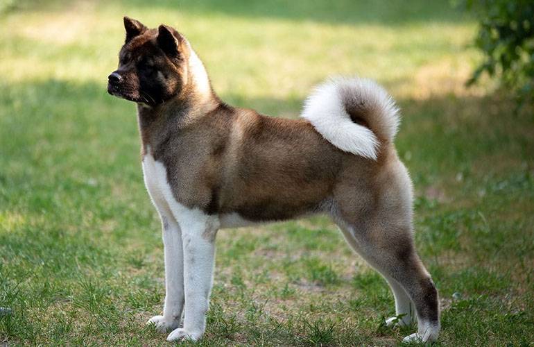 Большая японская собака (бяс, американская акита)