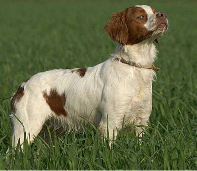 Эпаньоль бретон: описание, характер, фото. охотничьи собаки