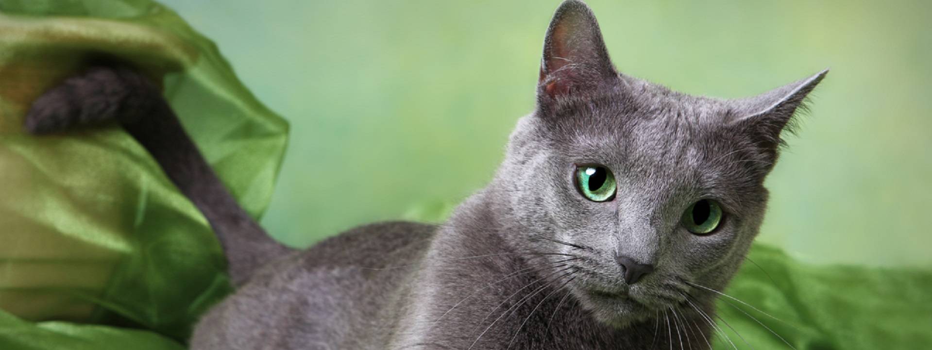 Русская голубая кошка: зеленоглазая аристократка из архангельска