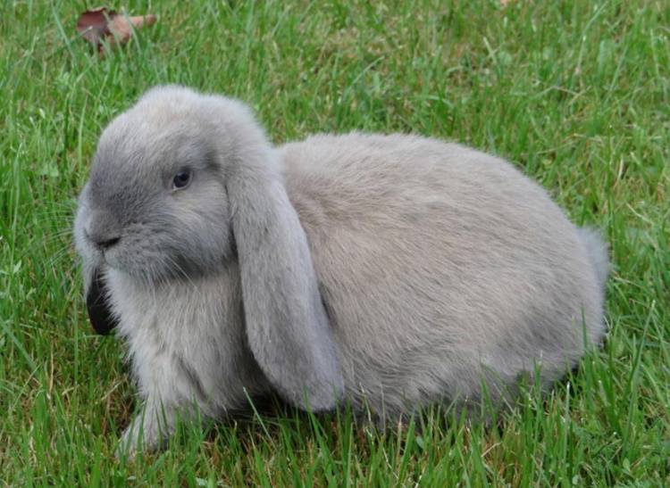 Кролик французский баран (37 фото): характеристика породы. особенности разведения и содержания. отзывы владельцев