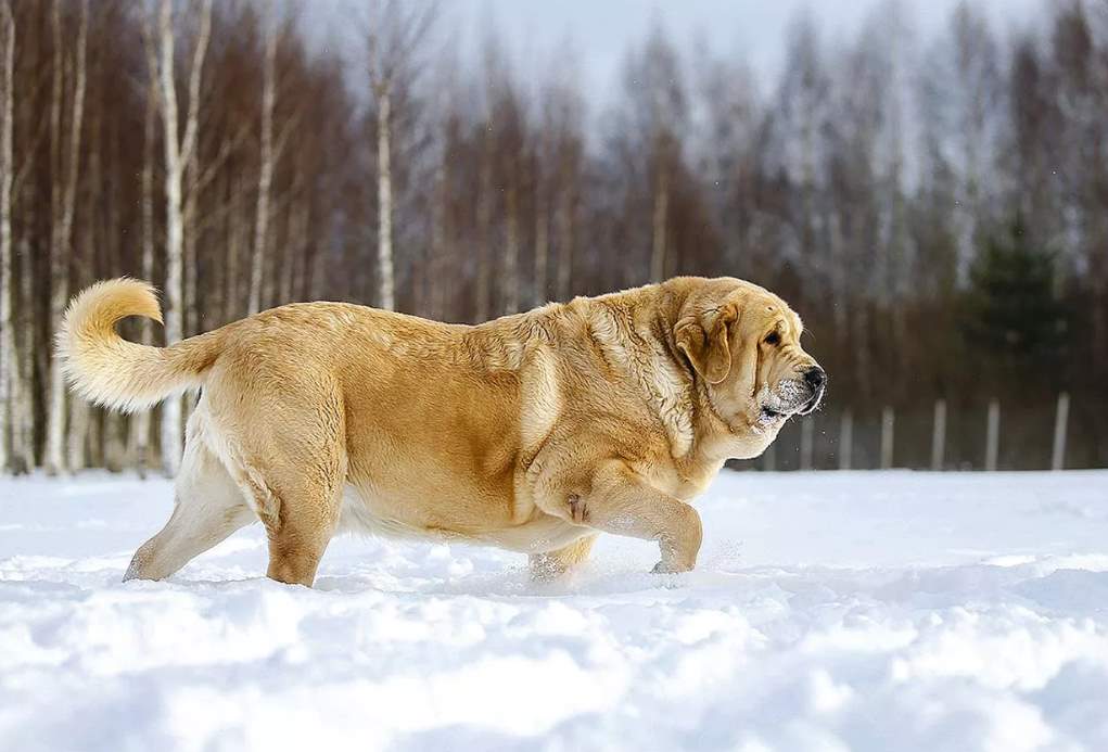 Какие породы собак были выведены в россии - gafki.ru