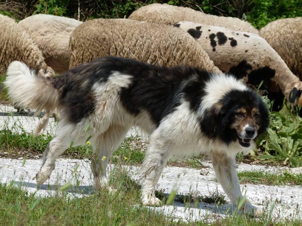 Румынская карпатская овчарка: описание породы с фото и видео