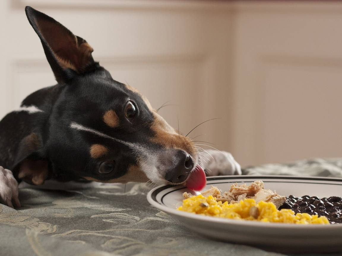Можно ли кормить человеческой едой домашних животных?