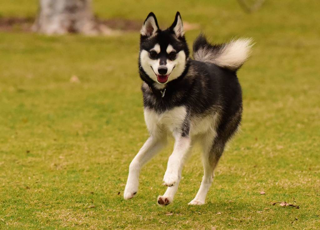 Порода собак карликовая хаски (аляскинский кли-кай, мини-хаски, миниатюрный хаски): фото, видео, описание породы и характер