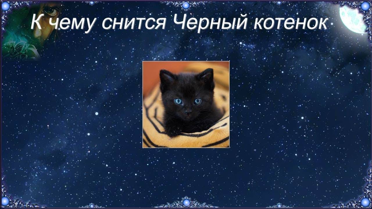 Черные котята во сне к чему снятся