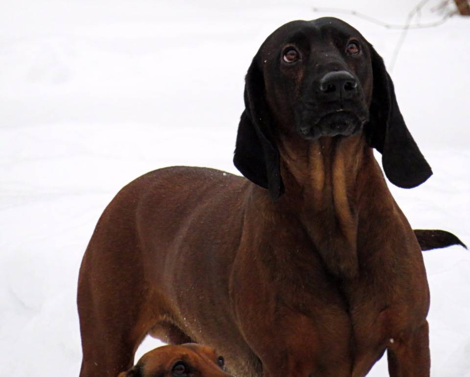 Курцхаар собака: описание породы с фото, немецкой легавой, охота с борзой