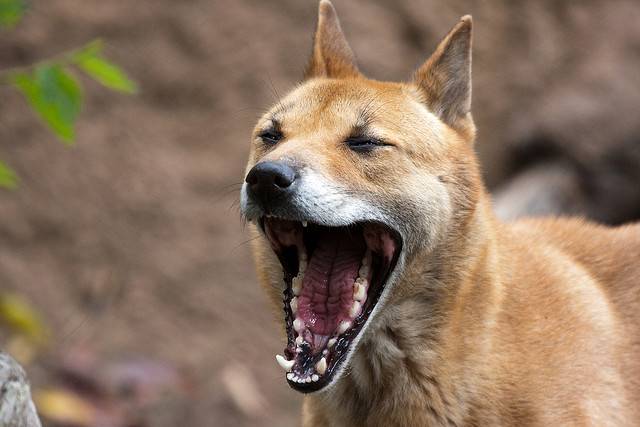 Кисю ((японская лайка): описание породы собак с фото и видео