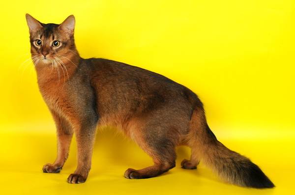 Сомалийская кошка (сомали): описание, характер, уход и содержание, кормление