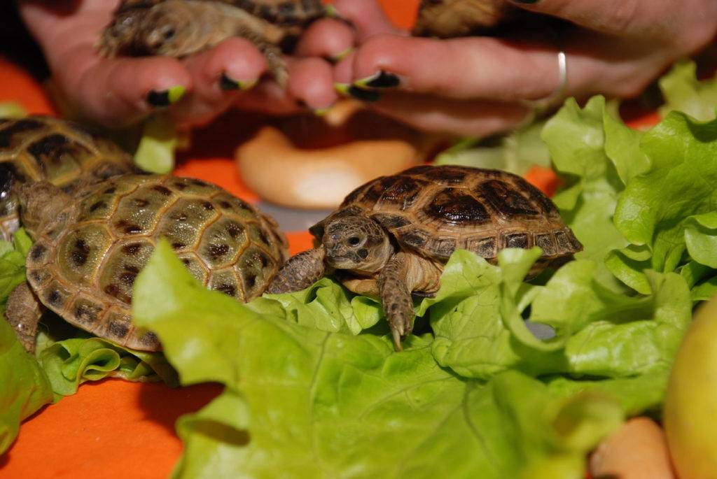 Сухопутные черепахи: разновидности и особенности содержания, чем и как кормить питомца в домашних условиях