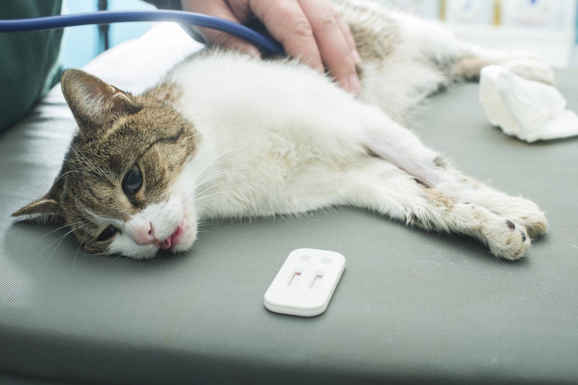 Энтерит у кошек: как лечить болезнь
