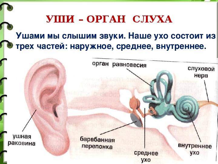 Горячие уши у собак - причины. ветеринарная клиника "зоостатус"