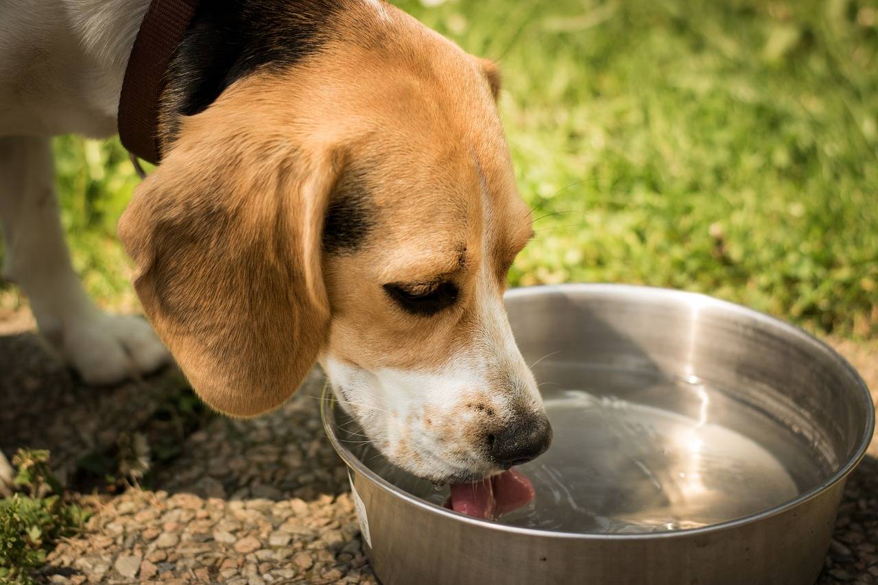 Собака не пьет воду — причины и что делать?
