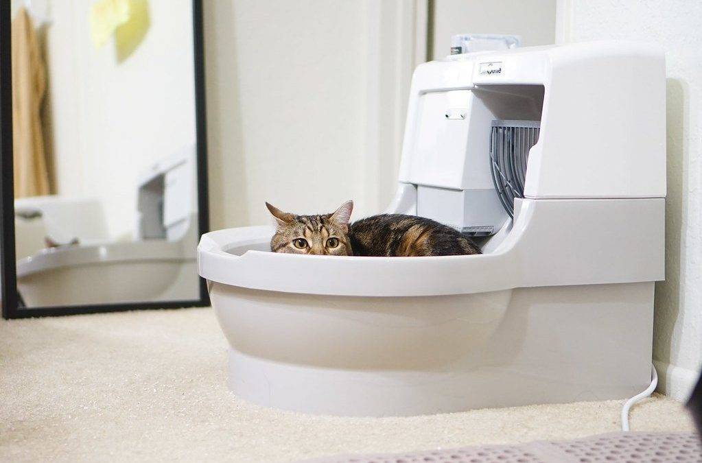 Автоматический туалет для кошек kopfgescheit, фарфор