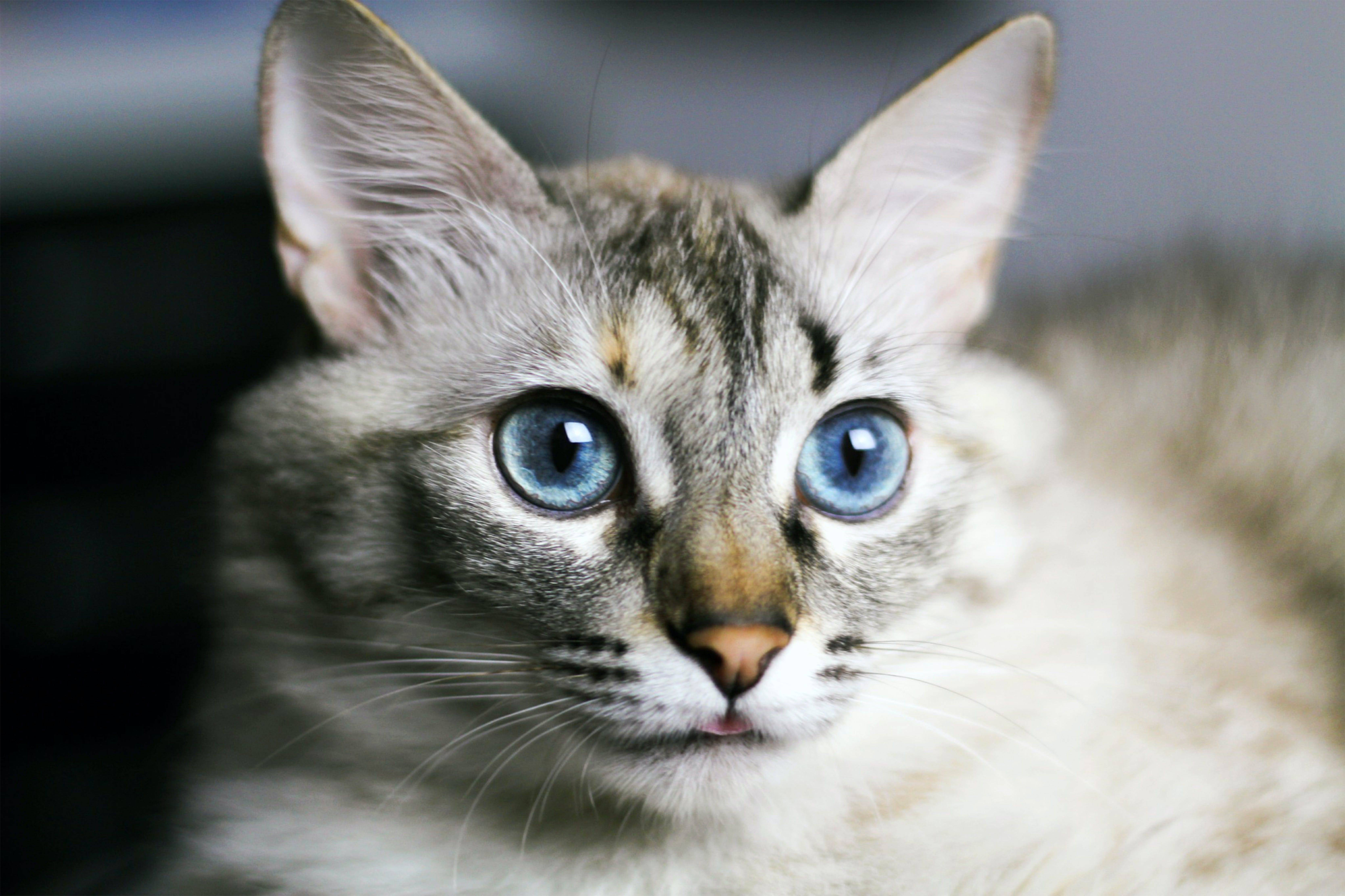 Породы котов с голубыми глазами. Охос азулес кошка. Порода Охос азулес. Алтайская голубоглазка Охос азулес. Охос азулес кошка длинношерстная.