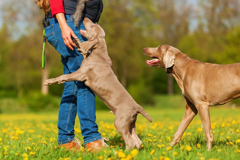 Как отучить собаку прыгать на людей от радости при встрече