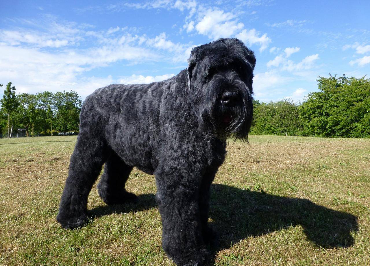 Черный русский терьер (англ. russian black terrier) или собака сталина (также рчт, черныш) — порода полученная в питомнике «красная звезда
