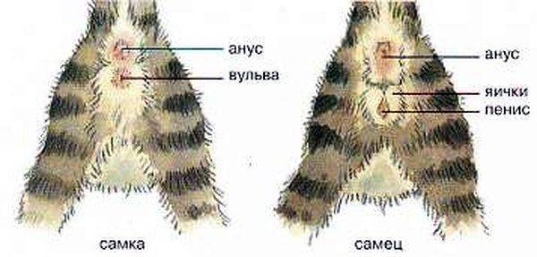 Как определить пол котёнка: используем анатомические и другие особенности, чтобы отличить кота от кошки
