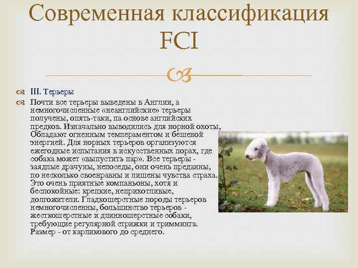 Керн-терьер: описание породы, характер собак