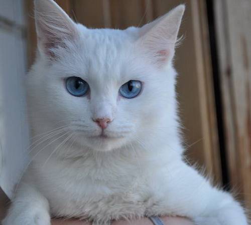 Читать про почему белые коты глухие? на сайте vetatlas.ru