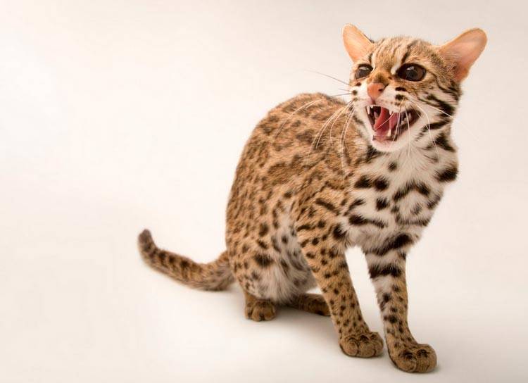 Маленький леопард дома: что за порода и сколько стоит? кошка — леопард бельгийский большой котёнок