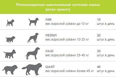 Вес и рост ротвейлера: сколько весит взрослая собак? таблица роста щенка в холке по месяцам. средний и максимальный вес ротвейлера