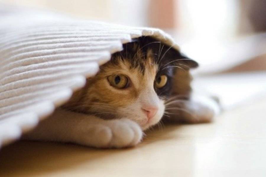 Стресс у кошки - симптомы, лечение, причины, после переезда, что делать в домашних условиях