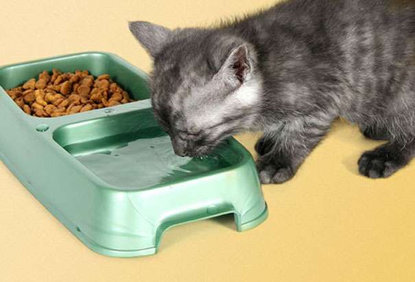 Можно ли одновременно кормить кошку сухим и влажным кормом?