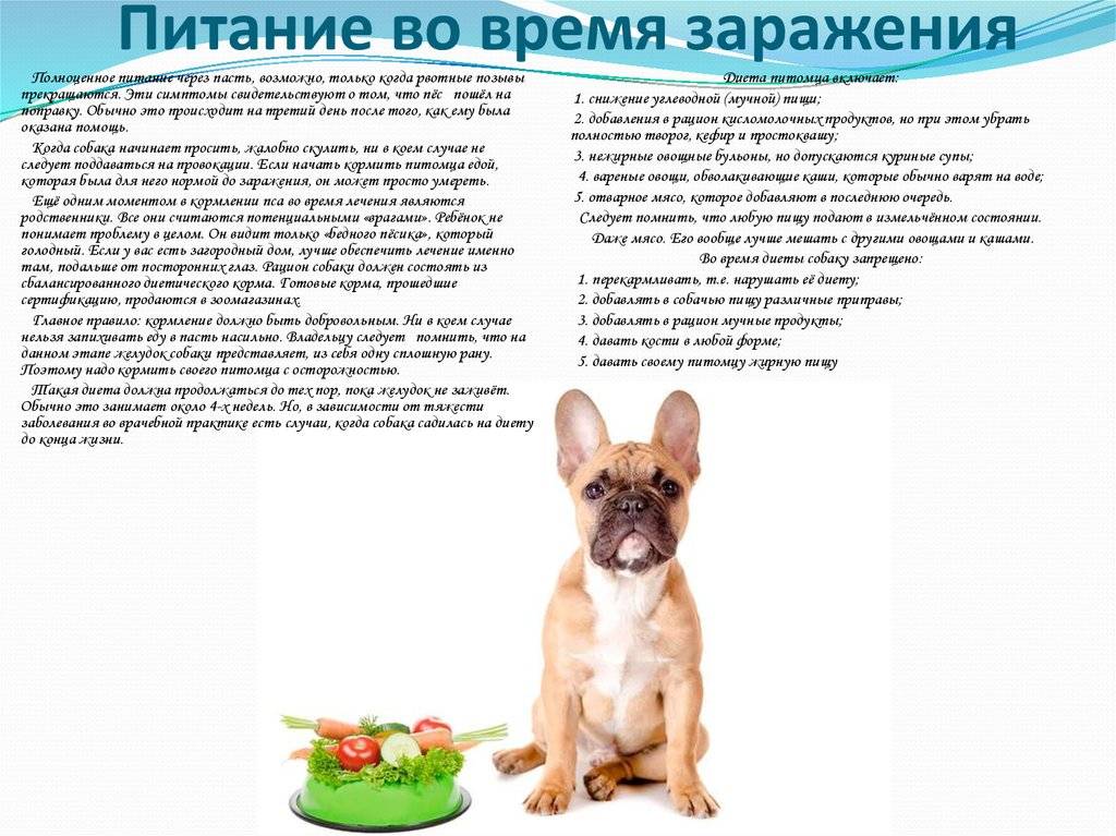 Питание щенка: составление рациона, меню на день, особенности и важные нюансы