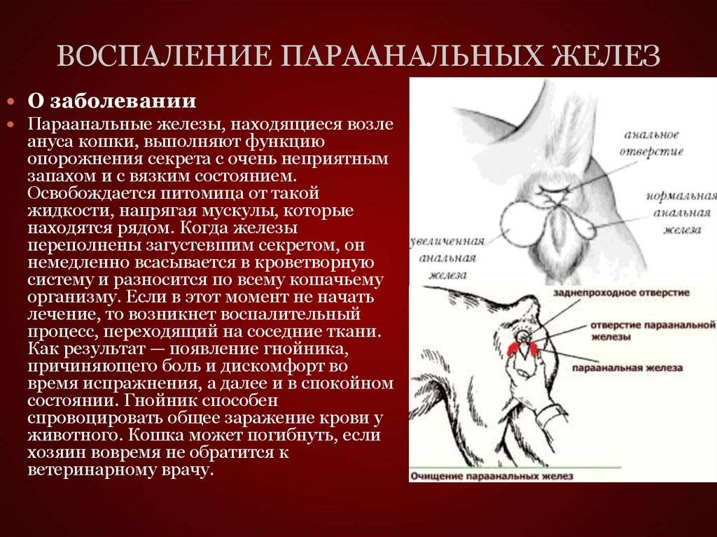 Чистка параанальных желез у собак, цена в москве, лечение воспаления параанальных желез у собак.