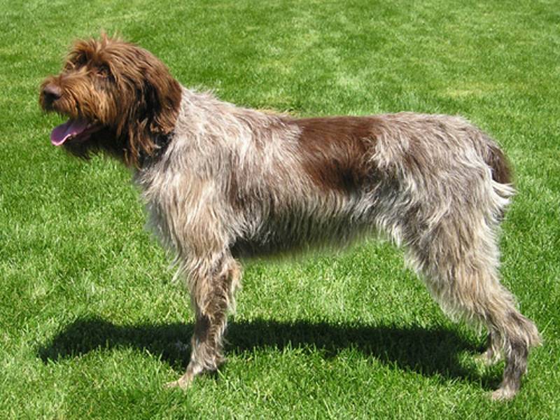 Гриффон — характеристика породы собак | | блог ветклиники "беланта"
