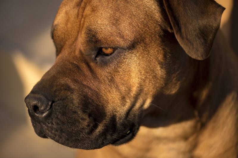 Самая дорогая собака в мире: какие топ 10 и 5 пород на земле и в россии с фото, ценами и названиями, сколько стоят щенки, а также красочные фотографии