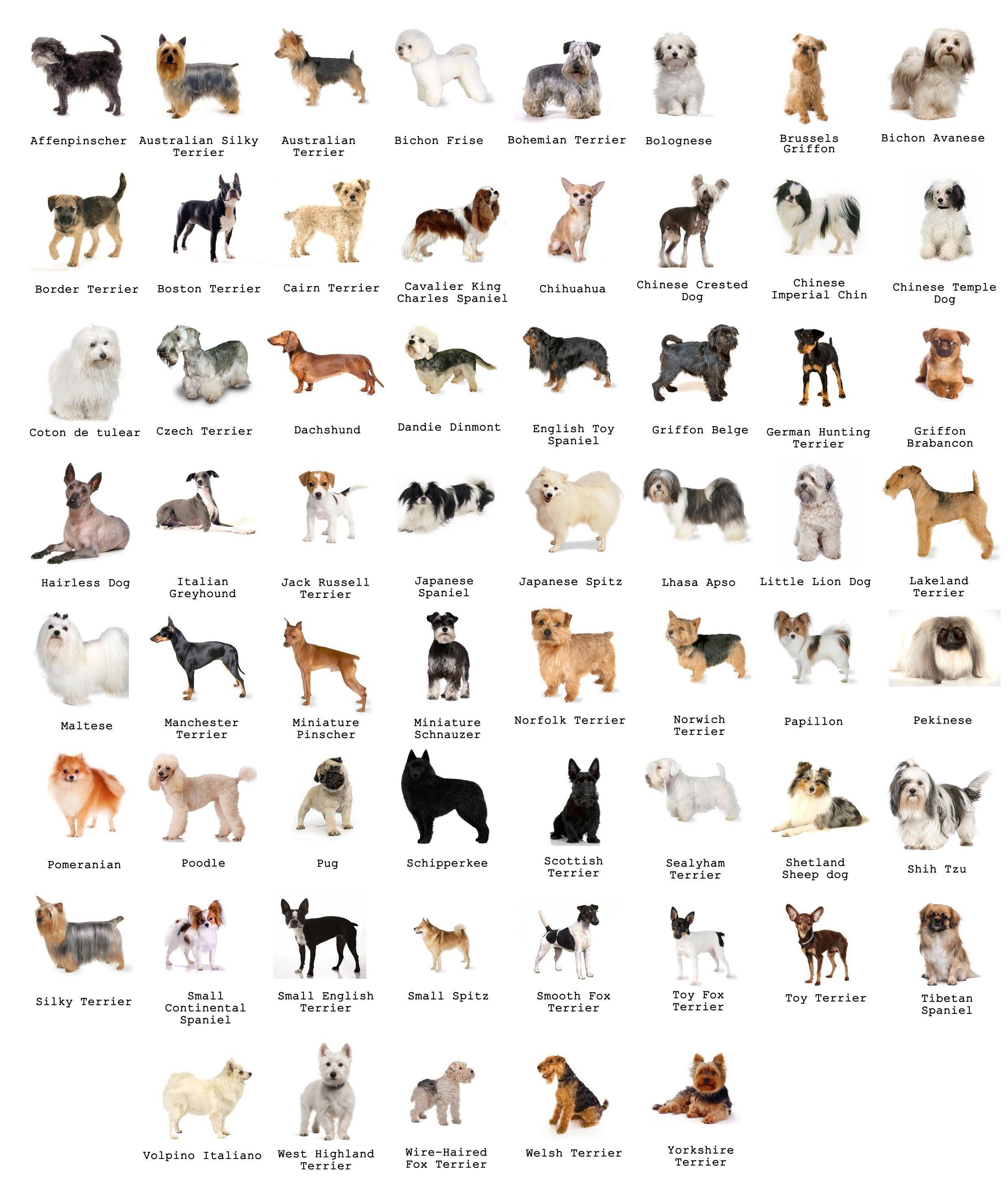 Мелкие породы собак с фотографиями и названиями | для квартиры