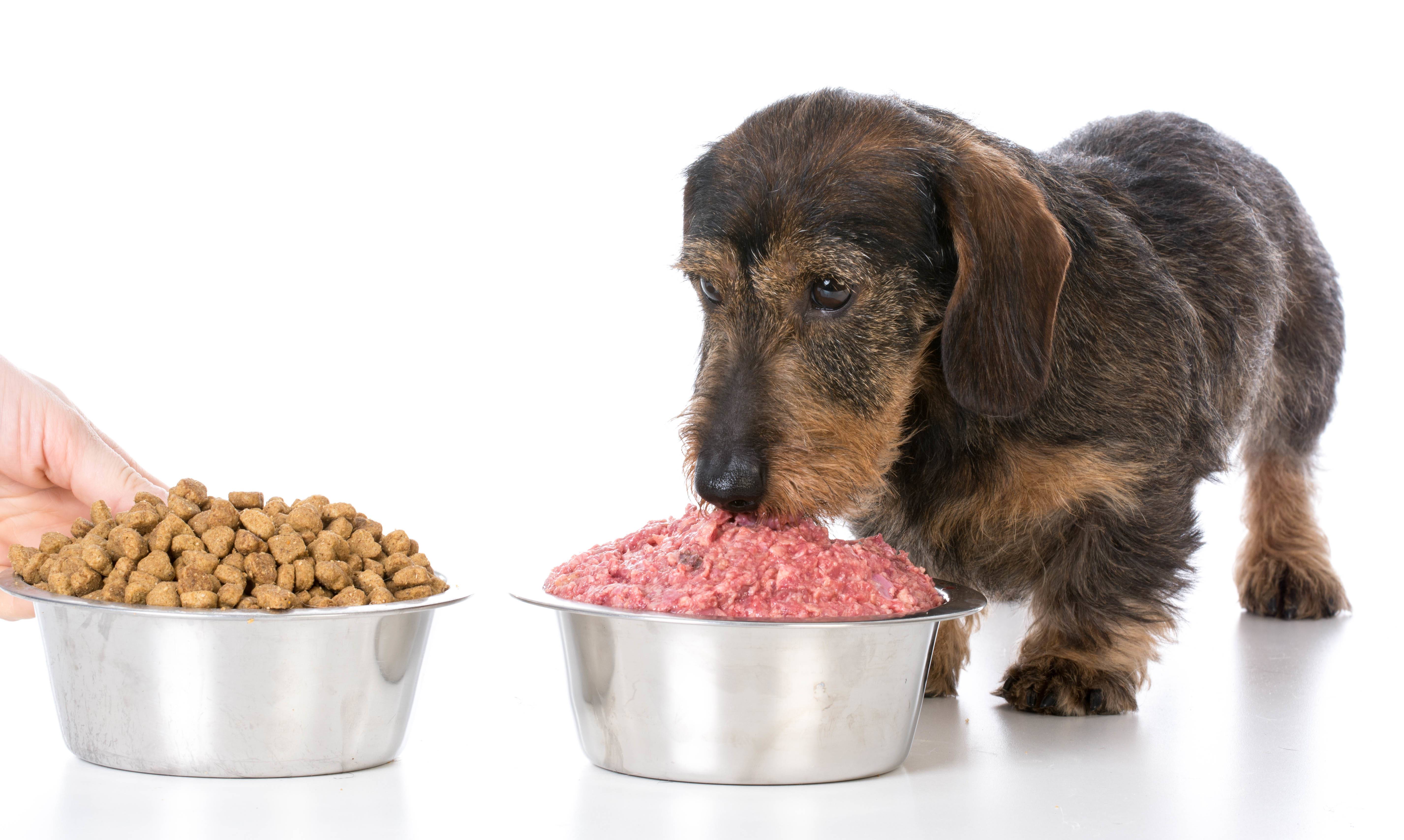 Можно ли кормить собак сырым мясом