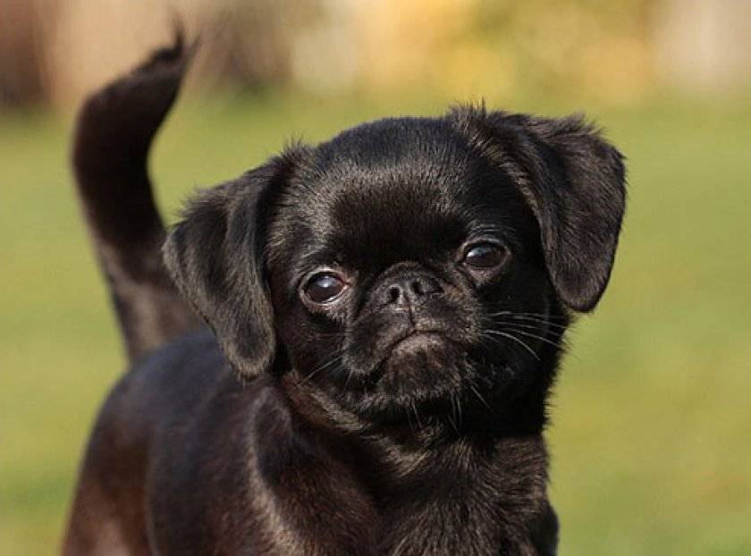 Описание породы собак пти-брабансон с отзывами владельцев и фото
