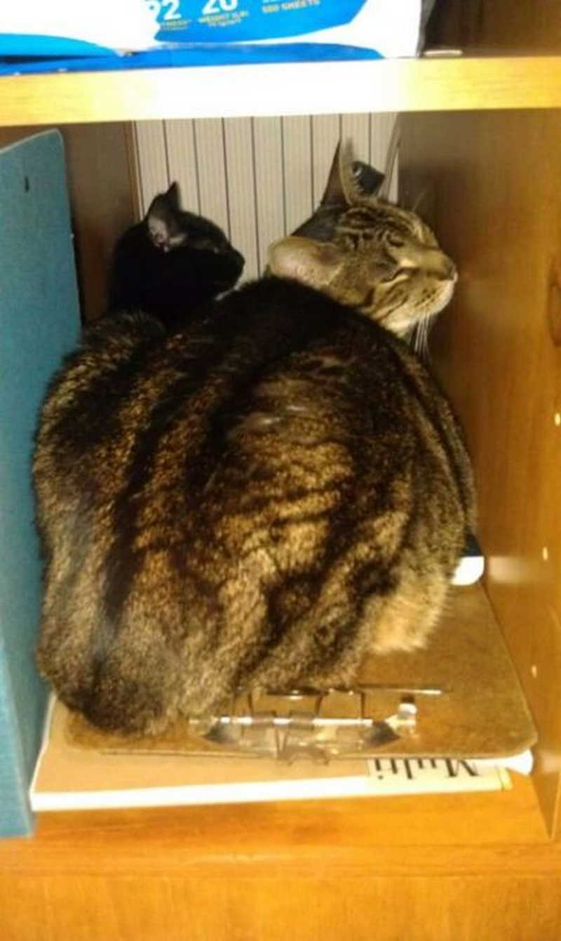Учёные рассказали, почему коты так сильно любят коробки. ридус