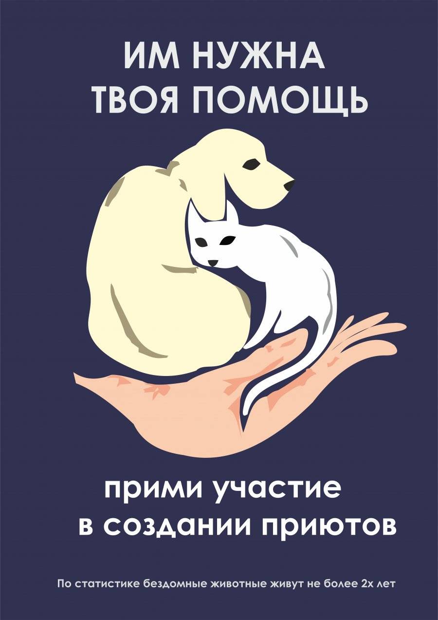 Календарь брошенных кошек: как работают лучшие команды, помогающие животным? | милосердие.ru