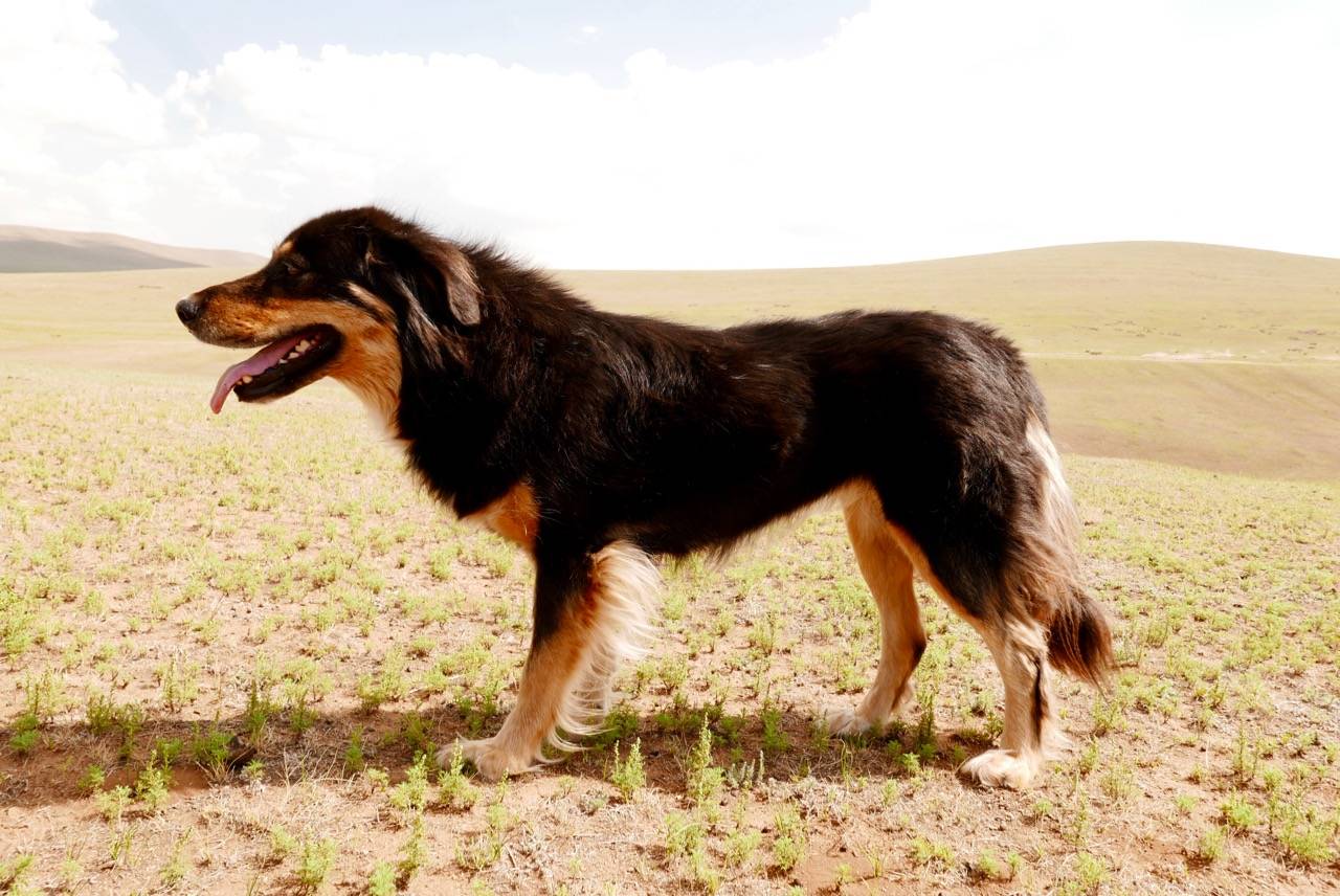 Монгольская овчарка - банхар ⋆ собакапедия